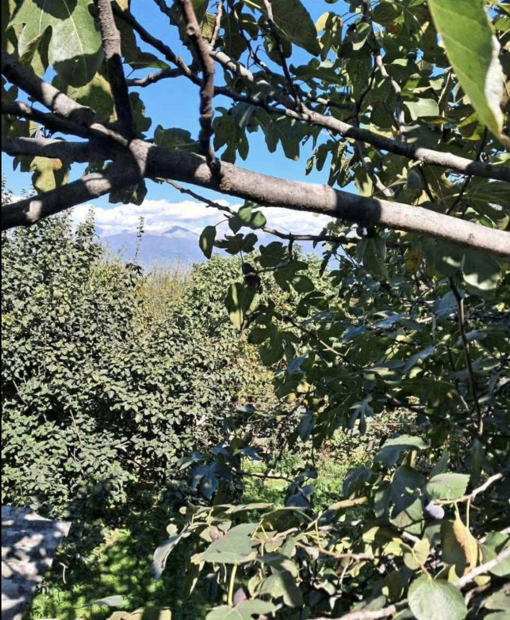 იყიდება 11 ოთახიანი კერძო სახლი წინანდალში